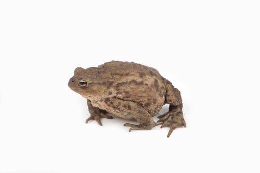 Hoptoad isolated on white background