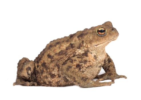 Hoptoad isolated on white background