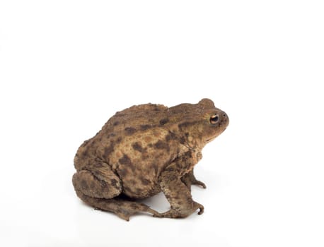 Hoptoad isolated on white studio background