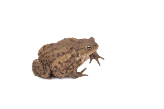 Hoptoad isolated on white background