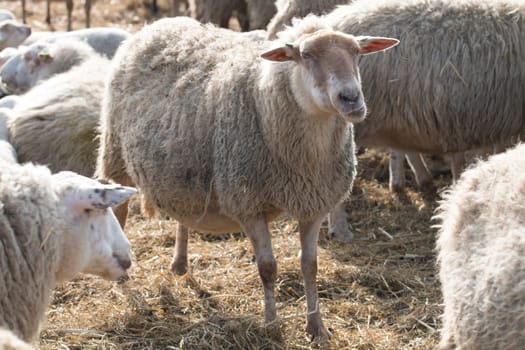 Sheep, standing
