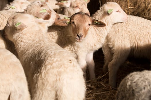 Lambs