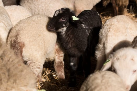 Black lamb between white lambs
