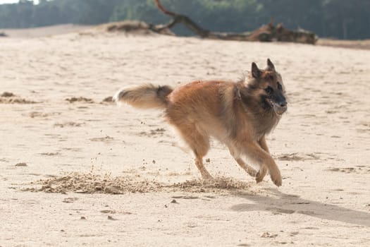 Belgian Shepherd Dog, with ball in sand