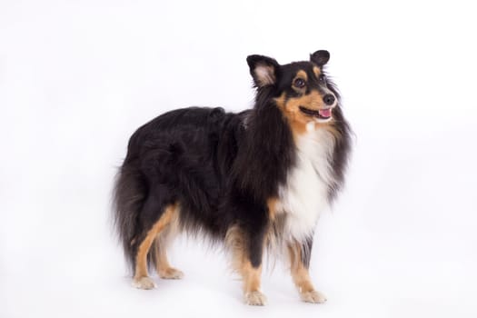 Shetland Sheepdog, standing isolated on white studio background