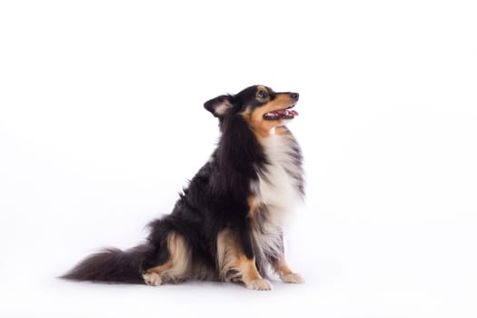 Dog, Shetland Sheepdog, sitting, isolated on white background