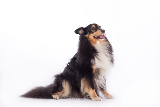 Shetland Sheepdog, sitting, isolated on white studio background