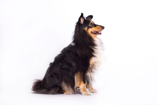 Shetland Sheepdog, sitting isolated on white studio background