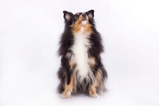 Shetland Sheepdog, sitting, looking up, isolated on white background