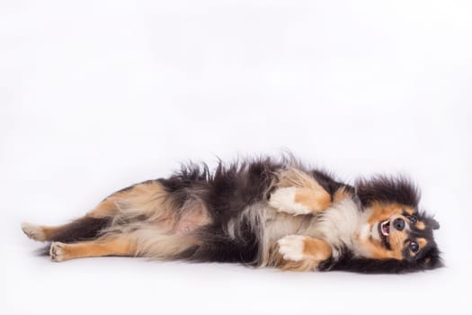 Dog, Shetland Sheepdog, lying, isolated on white background