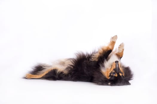 Shetland Sheepdog, lying on back, isolated on white background