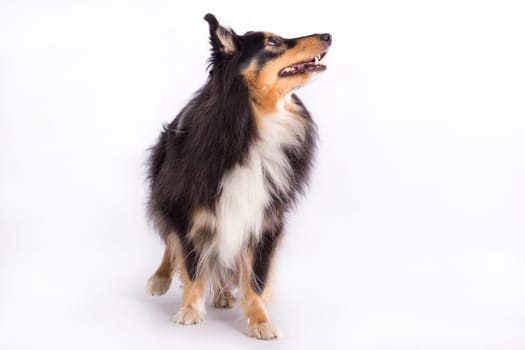 Shetland Sheepdog, standing isolated on white studio background