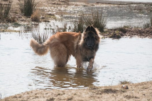 Belgian Shepherd Tervuren dog, playing in the water