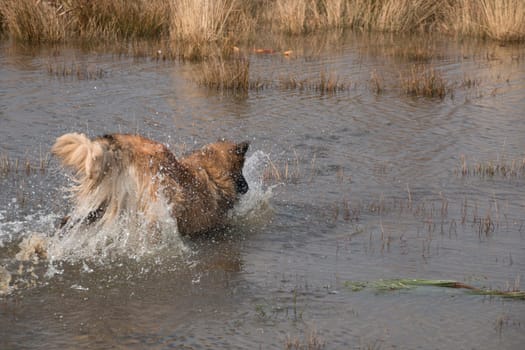 Dog diving into the water