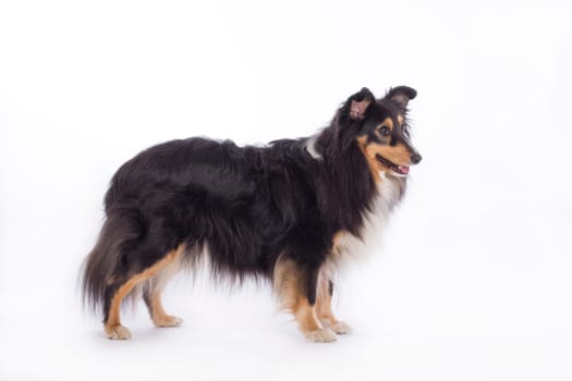 Shetland Sheepdog, standing isolated on white studio background