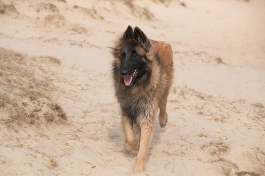 Belgian Shepherd Tervuren dog in the sand