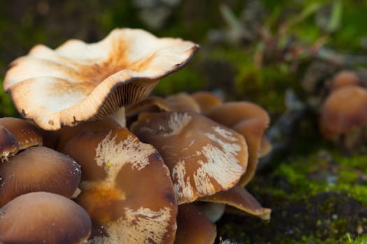 mushroom, closeup, macro