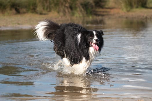 Border collie running in water