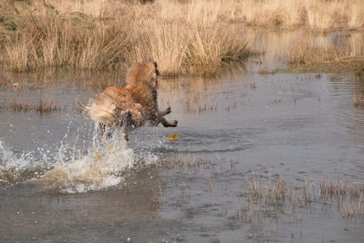 Dog diving into the water to fetch a ball