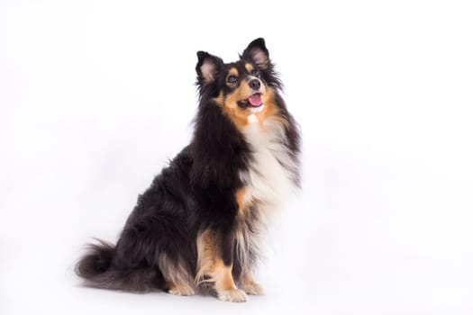 Shetland Sheepdog, sitting isolated on white background