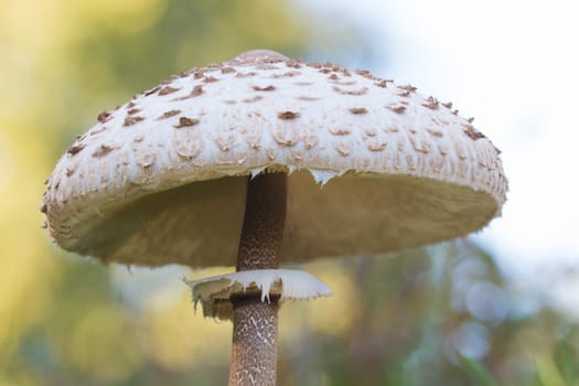 mushroom, closeup, macro