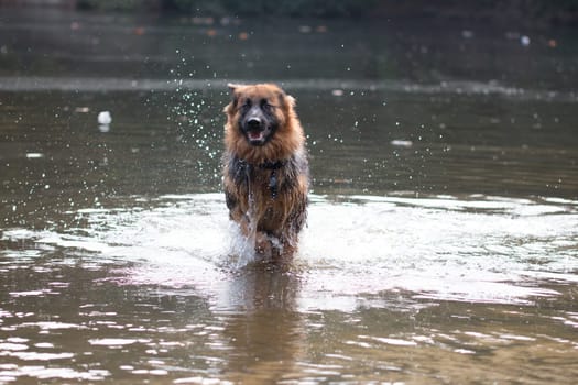 Dog, German Shepherd, running in water