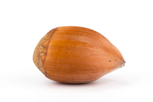 Hazel nut, closeup