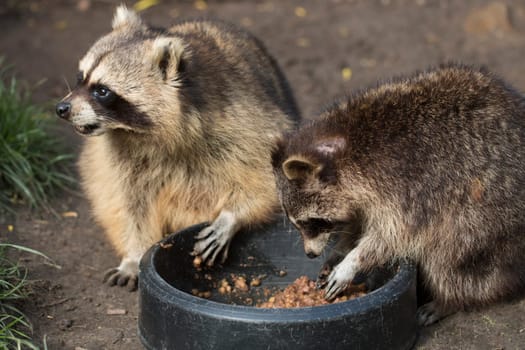 Two raccoons eating