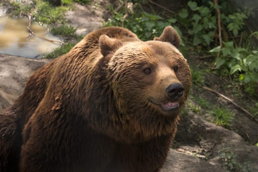 Grizzly bear