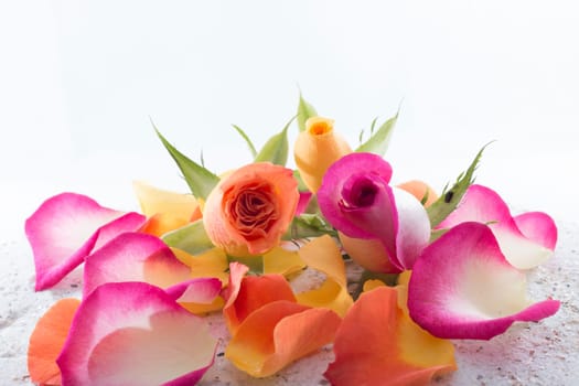 Roses and petals