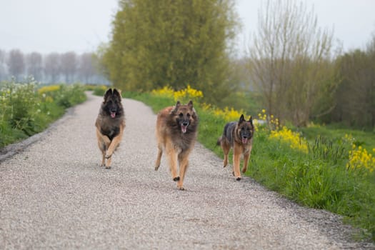 Three Belgian Shepherd Tervuren dogs running outside