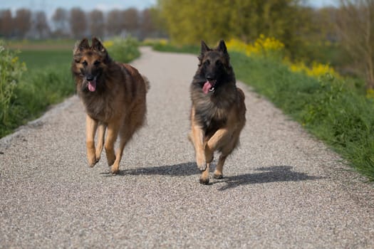 Two Belgian Shepherd Tervuren dogs running outside