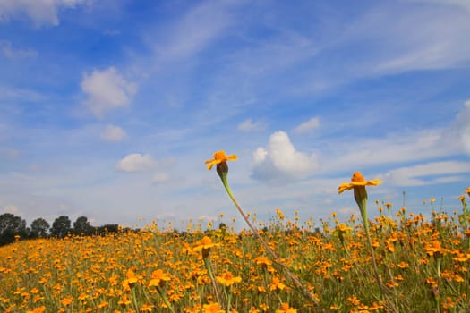 Orange flowers and blue sky