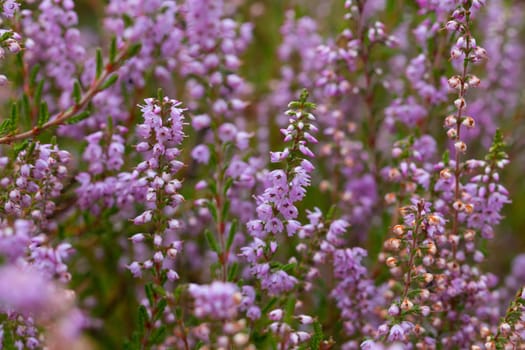 Heath, macro, close up