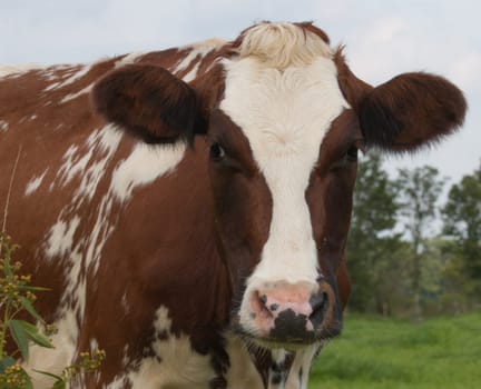Closeup of cow
