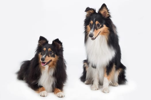 two Shetland Sheepdogs, isolated on white studio