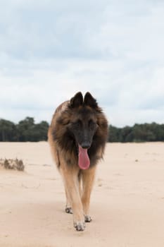 Dog, Belgian Shepherd Tervuren, walking on sand to camera, blue cloudy sky