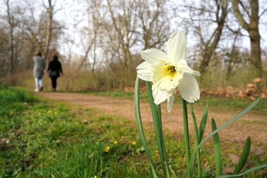 Blooming daffodils on a path in the city park of Magdeburg