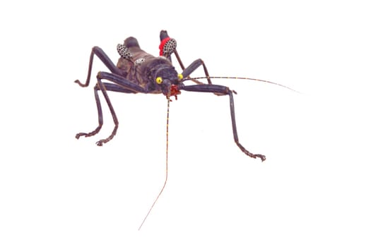 Black Phasmatodea with red wings on a white background.