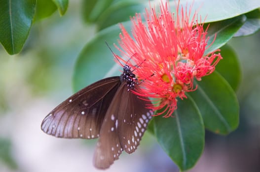 Beautiful butterfly.