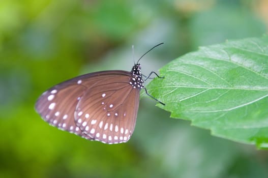 Beautiful butterfly.