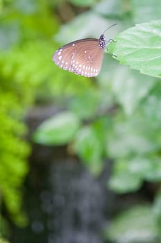 Beautiful butterfly.