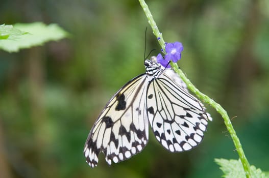 Beautiful butterfly.