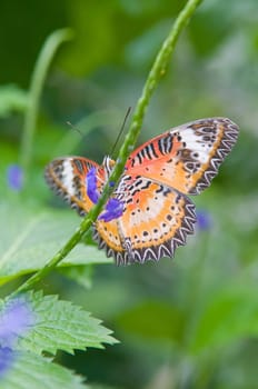 Beautiful butterfly.
