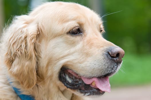 Closeup portrait of a Golden Retriever.