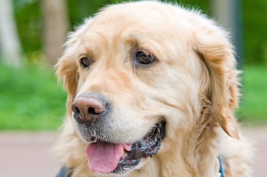 Closeup portrait of a Golden Retriever.