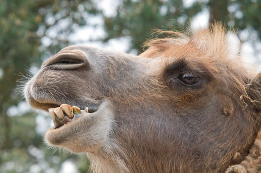 The head of a camel looking very intelligent.