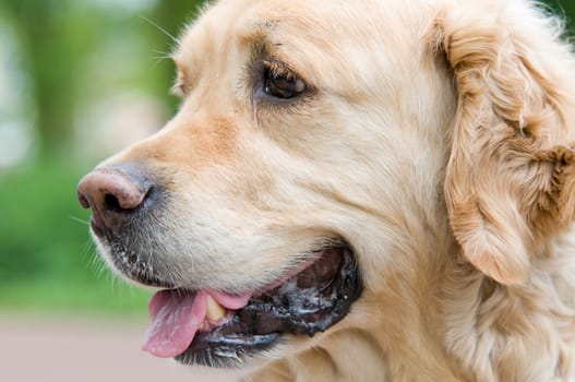 Closeup portrait of a Golden Retriever.