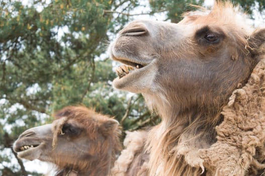 Two camels looking very intelligent.