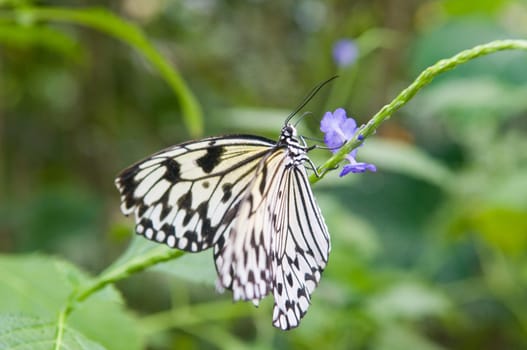 Beautiful butterfly.